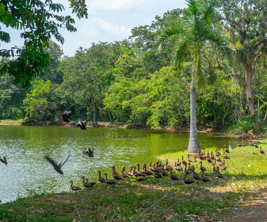 Bosquelago Bioparque Residencial imagen 3